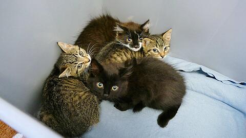 Vier Babykatzen im Tierheim München. Sie wurden Anfang August ganz allein ohne Mama auf einem Schrebergartengelände in Pasing gefunden. Derzeit leben im Tierheim 21 Kitten – und es werden fast jeden Tag mehr.