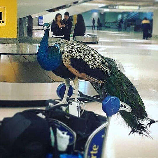 Dexters Hobbys umfassen Reisen durch Amerika, Sightseeing in New York und Körner picken.