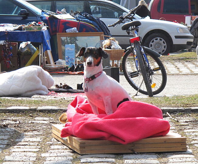 Skurriles, Schönes, Überflüssiges: Impressionen vom Flohmarkt in Milbertshofen.