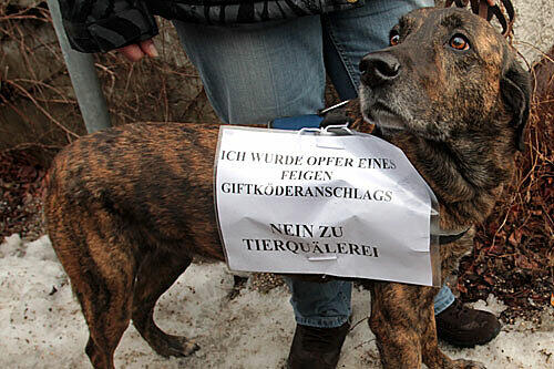 "Ich wurde Opfer eines feigen Giftköderanschlags": Eine Moosacherin hat ihren Hund Ronja mitgebracht.