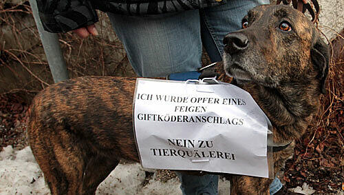 "Ich wurde Opfer eines feigen Giftköderanschlags": Eine Moosacherin hat ihren Hund Ronja mitgebracht. "Ich wurde Opfer eines feigen Giftköderanschlags": Eine Moosacherin hat ihren Hund Ronja mitgebracht.