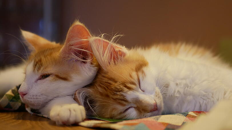 Max und Leo