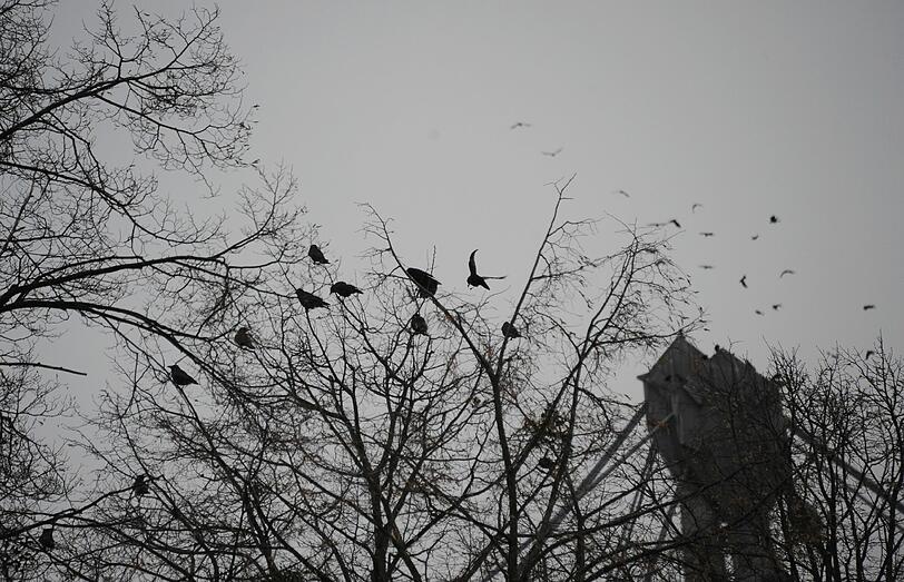 Von Pasing bis Feldmoching, im Englischen Garten oder in den Stadtparks: Krähen-Ansturm auf München.