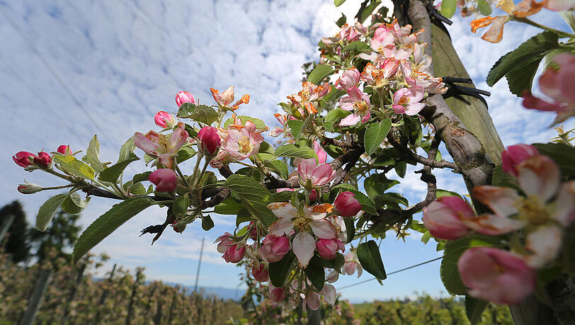 Durch Nachtfrost teilweise bräunlich verfärbt sind am die Blütenblätter eines Apfelbaumes in einer Plantage bei Lindau. Durch Nachtfrost teilweise bräunlich verfärbt sind am die Blütenblätter eines Apfelbaumes in einer Plantage bei Lindau.