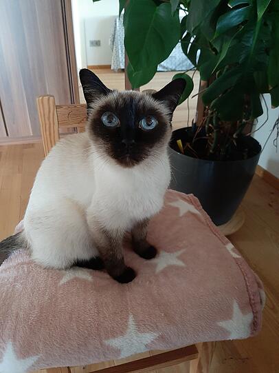 Romeo