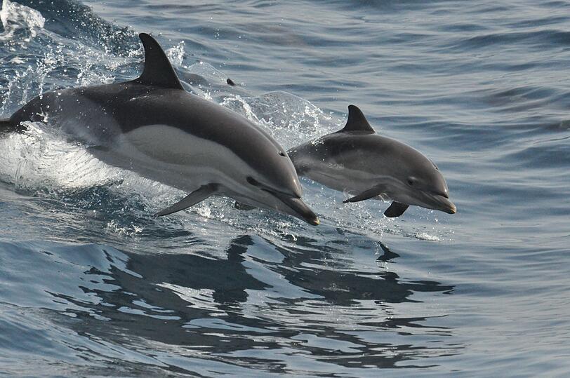 Delfin-Eltern vereinen liebevolle Führung mit Freiheit. Sie begleiten ihr Kind aufmerksam, fördern Selbstständigkeit, aber setzen auch klare Grenzen - ähnlich dem Prinzip der bedürfnisorientierten Erziehung. Der Begriff wurde von der kanadischen Psychiaterin und Autorin Shimi Kang geprägt. Sie sieht den Delfin als Symbol für Balance - sanft, aber bestimmt, fürsorglich, aber nicht übergriffig. Delfin-Eltern vereinen liebevolle Führung mit Freiheit. Sie begleiten ihr Kind aufmerksam, fördern Selbstständigkeit, aber setzen auch klare Grenzen - ähnlich dem Prinzip der bedürfnisorientierten Erziehung. Der Begriff wurde von der kanadischen Psychiaterin und Autorin Shimi Kang geprägt. Sie sieht den Delfin als Symbol für Balance - sanft, aber bestimmt, fürsorglich, aber nicht übergriffig.