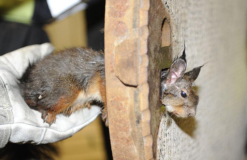 In Not geraten: Ein Eichhörnchen hat sich in Perlach in einem Gullydeckel verfangen - Die Feuerwehr befreite den Nager aus seiner misslichen Lage.