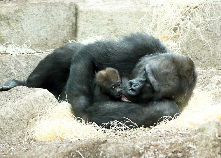 Zuwachs im Affenhaus: Auch Gorilla-Dame Baghira hat ein Junges bekommen (2 Monate alt).