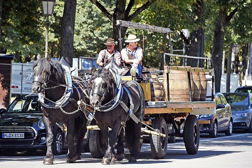 Die Wiesn steht vor der Tür: Deshalb schickt die Augustiner-Brauerei schon mal ihr erstes Gespann zur Probefahrt.