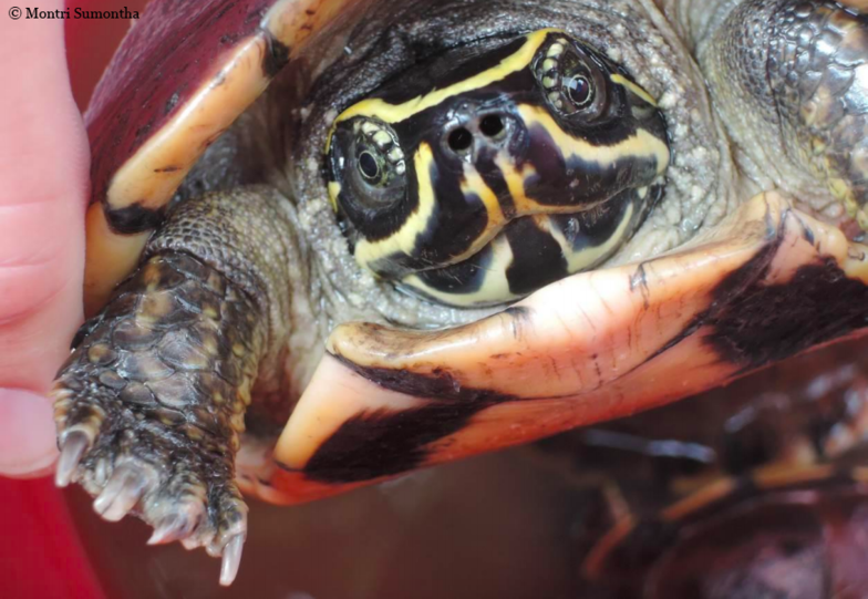 Malayemys isan: Diese noch undokumentierte Schildkröten-Art isst Schnecken und wurde nicht etwa in der Wildnis entdeckt, sondern auf einem vietnamesischen Markt.