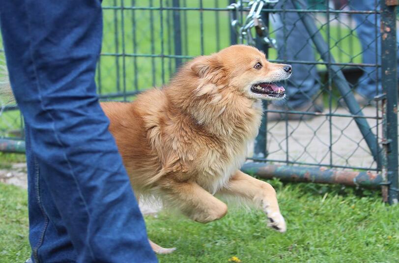 ...und schon geht's los! Sehen Sie hier die Bilder des Pasinger Hunderennens...