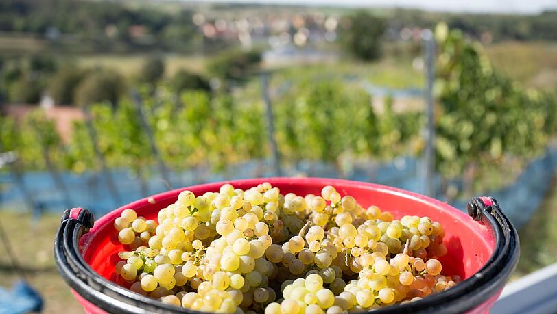 Rieslingtrauben bei der Weinlese 2025. (Archivbild)