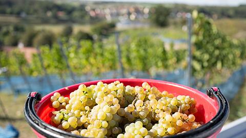 Rieslingtrauben bei der Weinlese 2025. (Archivbild)