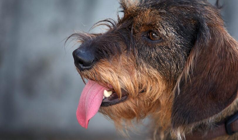 Es gehört für einen Münchner schon zum guten Ton, einmal mit einem Hund im E-Garten Gassi gewesen zu sein.