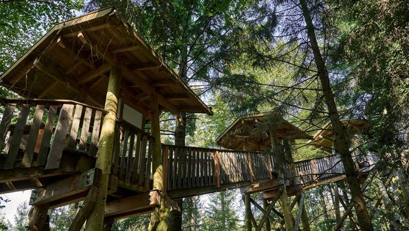 Duft von Tannennadeln und viel zu schauen: Einen Kilometer lang ist der Baumkronenweg im Naturerlebnispark Waldentdeckerwelt nahe Passau.