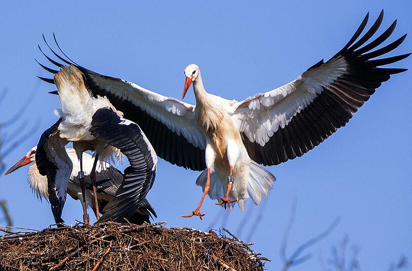 Zum ersten Mal sind auch Jungvögel in Bayern geblieben. Sie machen sich normalerweise einige Zeit vor ihren Eltern auf die Reise. (Symbolbild)