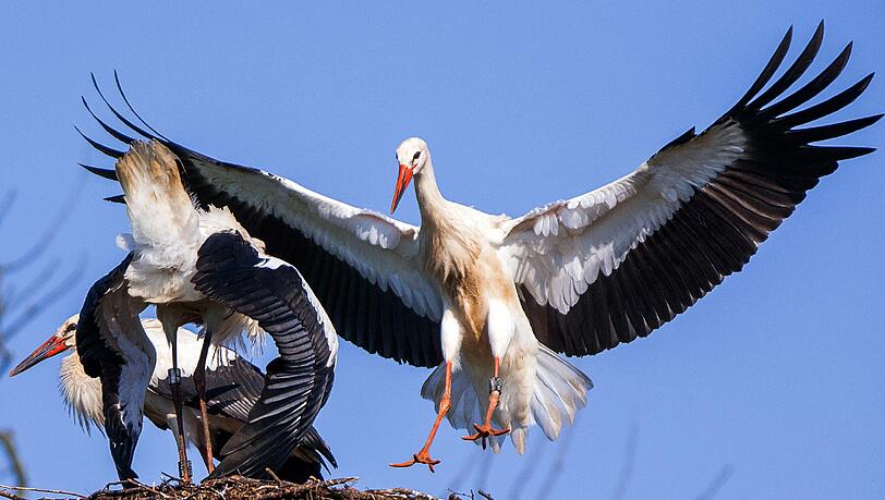 Zum ersten Mal sind auch Jungvögel in Bayern geblieben. Sie machen sich normalerweise einige Zeit vor ihren Eltern auf die Reise. (Symbolbild) Zum ersten Mal sind auch Jungvögel in Bayern geblieben. Sie machen sich normalerweise einige Zeit vor ihren Eltern auf die Reise. (Symbolbild)