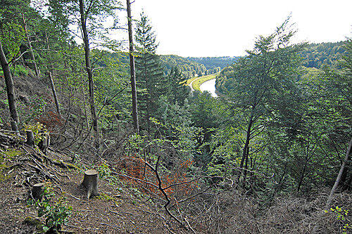 Grünwalder Waldsterben