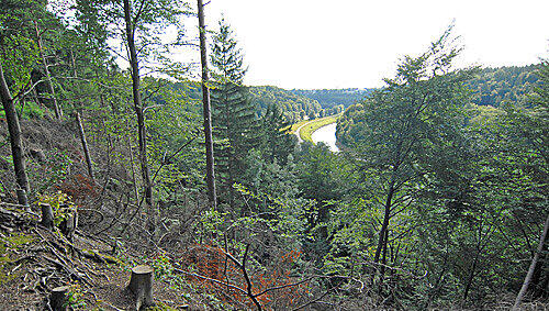 Grünwalder Waldsterben Grünwalder Waldsterben