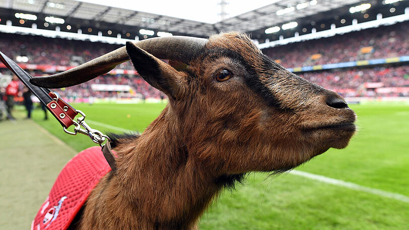 Das Maskottchen des 1. FC Köln: Geißbock Hennes VIII.