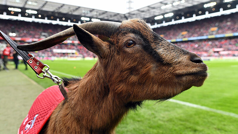 Das Maskottchen des 1. FC Köln: Geißbock Hennes VIII. Das Maskottchen des 1. FC Köln: Geißbock Hennes VIII.