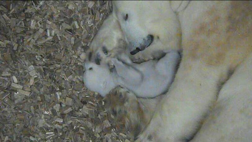 Das Eisbärbaby wiegt inzwischen rund vier Kilo und macht erste Geh- und Beißversuche.
