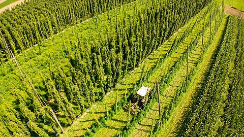 "Wer sich rechtzeitig anpasst, kann gestärkt aus dieser Phase hervorgehen", ist der Vorsitzende des Deutschen Hopfenwirtschaftsverbands, Pascal Piroué, überzeugt. (Archivbild)
