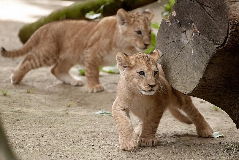 Die am 19. April geborenen Löwenbabies erkunden im Zoo in Neuwied (Rheinland-Pfalz) mit Vater Schröder ihr Gehege. Auf der ganzen Welt gibt es nach Angaben von Zoodirektor Mirko Thiel nur noch rund 100 wohl nicht mehr völlig reinrassige Berberlöwen