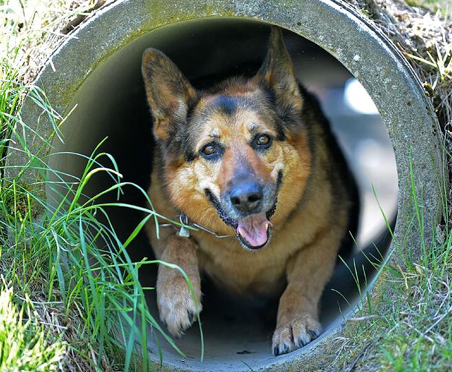 Platz 3: Schäferhund &ndash; Ein Klassiker &ndash; immer noch: der Schäferhund. Ob reinrassig oder Mischling &ndash; die Münchner lieben ihn. 1384 sind in der Stadt gemeldet.
