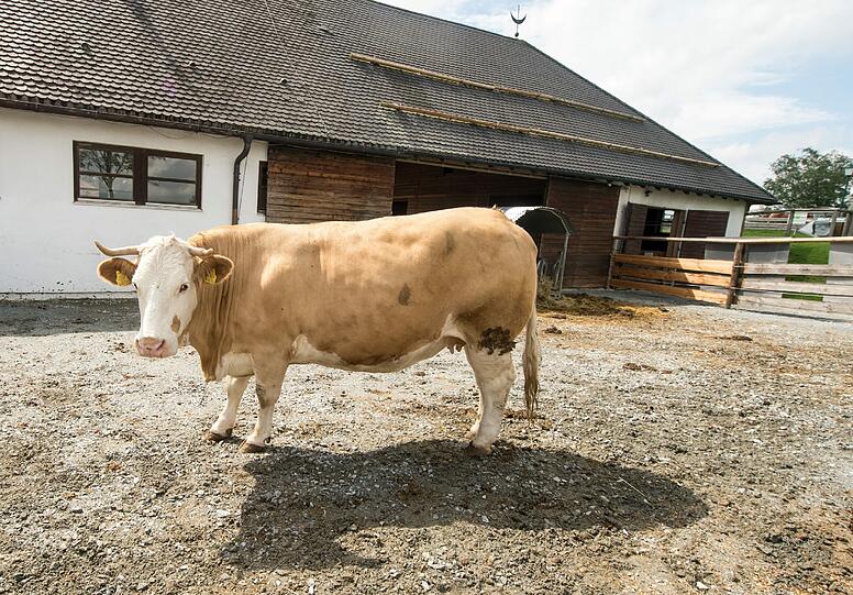 Jetzt lebt die "Waldkuh" Yvonne auf Gut Aiderbichl.