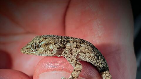 Diesen Gecko fand eine Frau aus Polen in einer Packung Rucola-Salat aus dem Supermarkt.