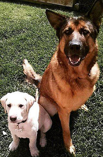 Lucca genießt ihren Ruhestand und spielt zusammen mit ihrem neuen Freund Murray (l.) im Garten in Kalifornien.