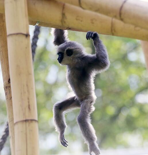 Mia ist die jüngste der fünfköpfigen Silbergibbon-Familie im Tierpark Hellabrunn.