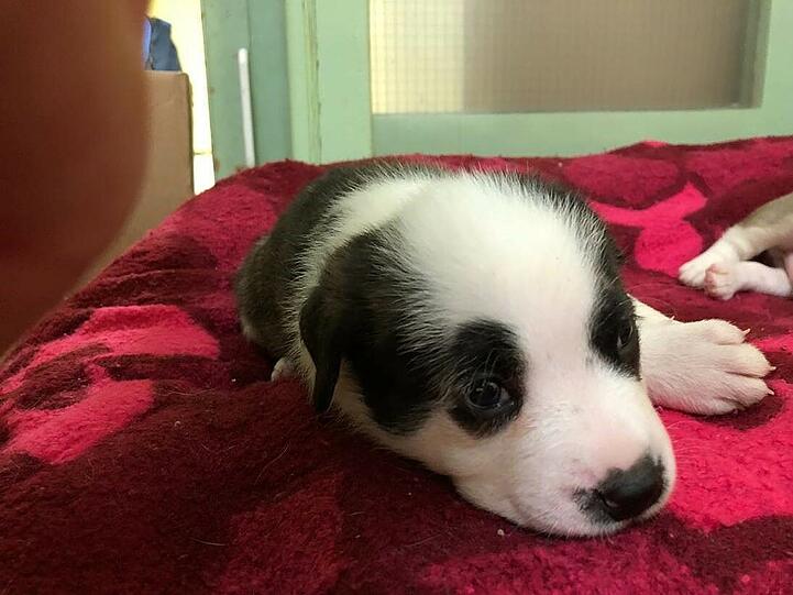 Die Hündin und ihre 14 Welpen konnten von Tierfreunden gerettet werden.