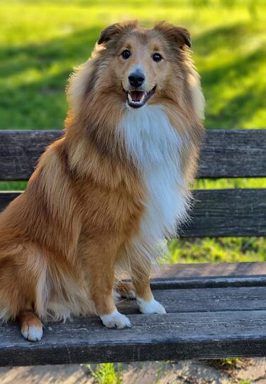 Sarahs Dream: Ich heiße King und bin ein Sheltie. Ich bin sehr süß, klug, verspielt und kann viele Tricks machen.