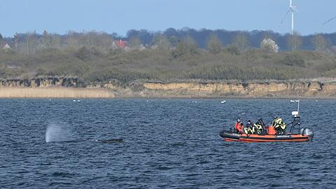 Der Buckelwal war zun&auml;chst in der Nacht zum 23. M&auml;rz auf einer Sandbank in Schleswig-Holstein am Timmendorfer Strand gestrandet.