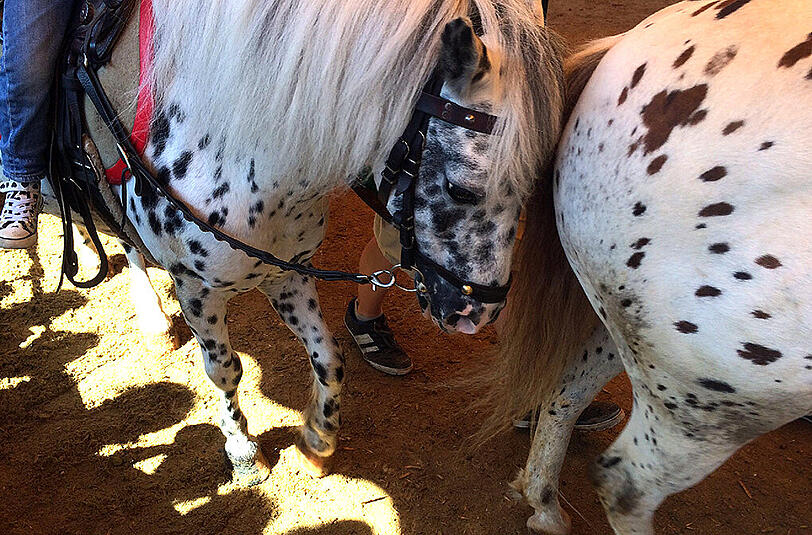 Umstritten: Ponyreiten auf der Wiesn.