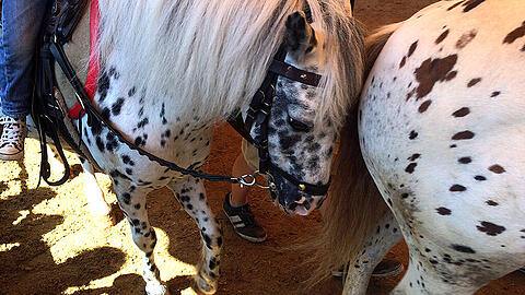 Umstritten: Ponyreiten auf der Wiesn.