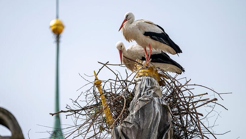 Die St&ouml;rche wollen auf dem Haupt der Mutter Gottes ihr Nest bauen.