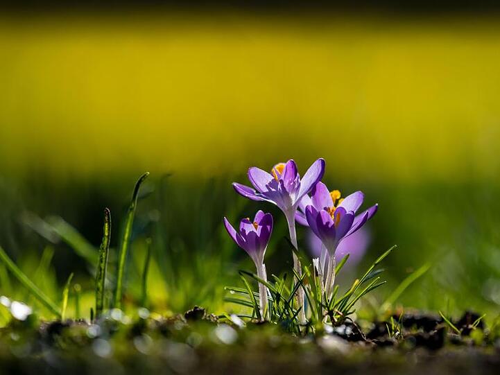 Erste Krokusse trauen sich auf dieser Wiese bei Wolfsburg aus ihrem Winterquartier unter der Erde.