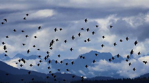 Stare fliegen vor dem Panorama der Alpen. Doch auch direkt vor der Haustüre gibt es Vögel, die sich gut beobachten lassen, etwa Amsel und Blaumeise, sagt Biologin Nelson.