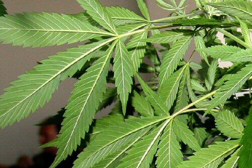 Cannabispflanze.