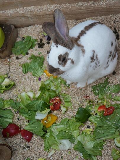 Die vielen Kaninchen werden mit Salat versorgt. Der wird dem Tierheim häufig von Supermärkten gespendet.