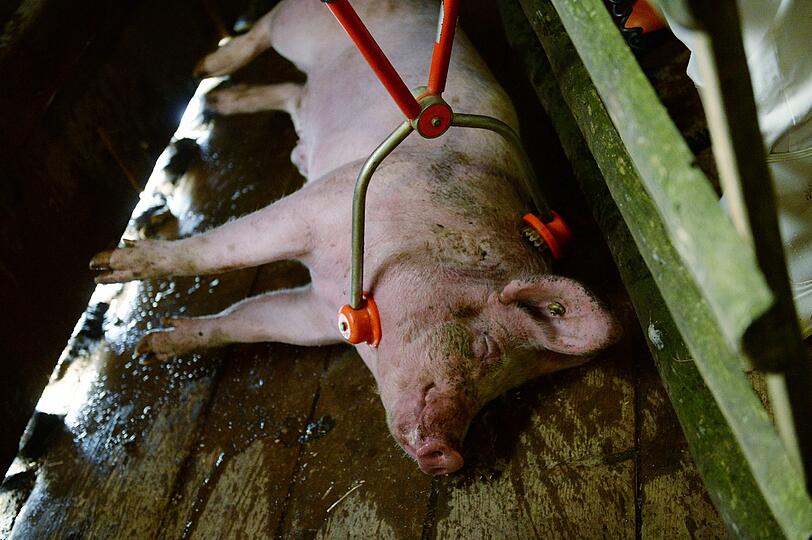 Auf einem Baugrund wurde ein totes Schwein mit den Worten "Mutti Merkel" abgelegt.