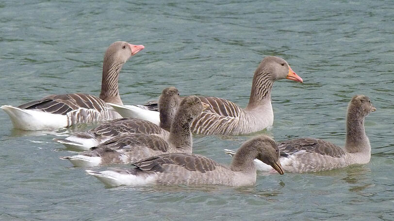 Und auch auf dem See schwimmen sie in ganzen Kolonien.
