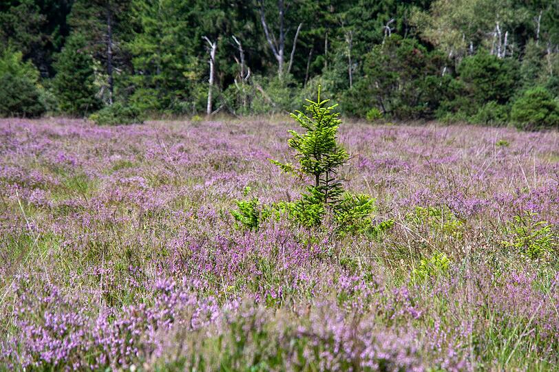 Wenn Sie Erholung abseits der klassischen Touristenziele suchen, sind Sie im Naturpark Südheide genau richtig. Ausgedehnte Heidewiesen, Wälder und Flusslandschaften prägen diesen besonders abgeschiedenen Teil der Lüneburger Heide. Mit etwas Glück entdecken Sie Fischadler, Eisvögel oder sogar Seeadler. Vor allem im Spätsommer verwandeln Besen- und Glockenheiden die Landschaft in ein lila Farbenmeer. Wenn Sie Erholung abseits der klassischen Touristenziele suchen, sind Sie im Naturpark Südheide genau richtig. Ausgedehnte Heidewiesen, Wälder und Flusslandschaften prägen diesen besonders abgeschiedenen Teil der Lüneburger Heide. Mit etwas Glück entdecken Sie Fischadler, Eisvögel oder sogar Seeadler. Vor allem im Spätsommer verwandeln Besen- und Glockenheiden die Landschaft in ein lila Farbenmeer.