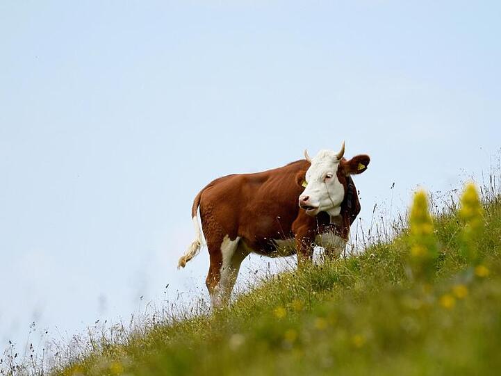 Eine Kuh steht auf eine Abhang. Foto: Angelika Warmuth/dpa/dpa-tmn/Symbolbild
