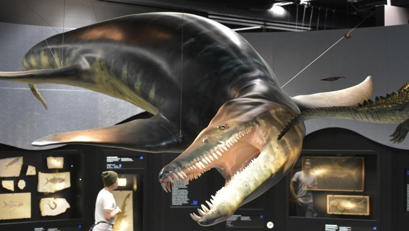 Ein Mitarbeiter steht neben dem lebensgrossen Modell eines Liopleurodon Meeressauriers. Foto: Uwe Lein/Archivbild Ein Mitarbeiter steht neben dem lebensgrossen Modell eines Liopleurodon Meeressauriers. Foto: Uwe Lein/Archivbild