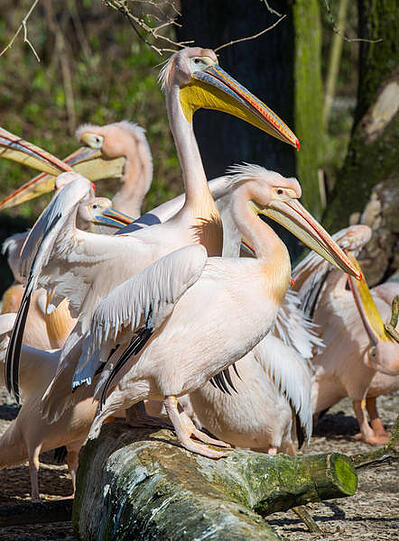 Die neue Pelikan-Anlage im Tierpark Hellabrunn.