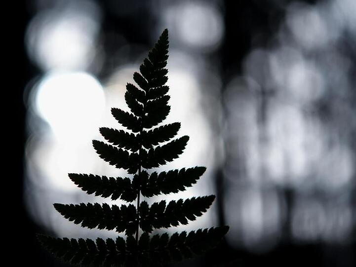 Die Silhouette eines Farnblattes ist zu sehen. Foto: Patrick Pleul/dpa-Zentralbild/dpa/Symbolbild